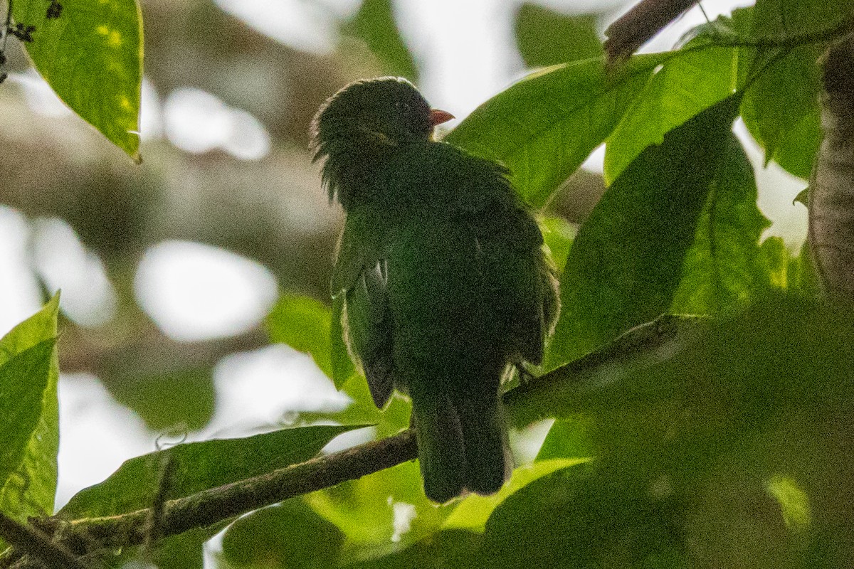 Goldbrustkotinga - ML646714373