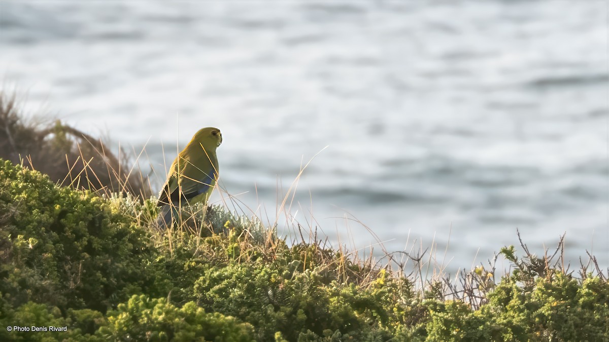 Blue-winged Parrot - ML646714374