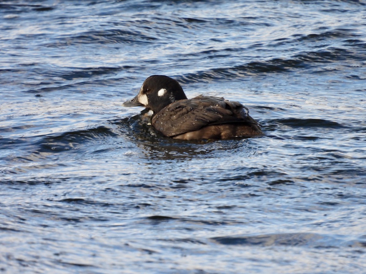Harlequin Duck - ML646714375