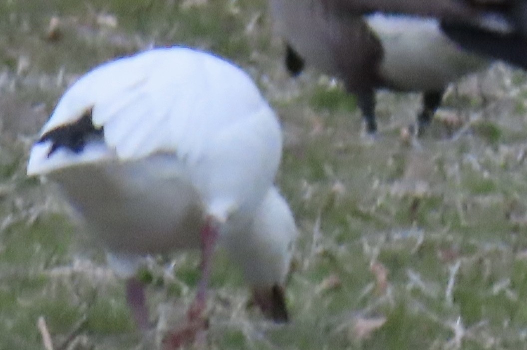 Snow Goose - ML646714377