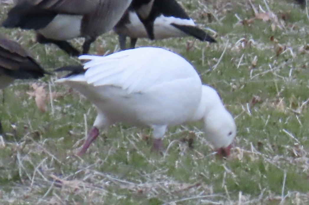 Snow Goose - ML646714378