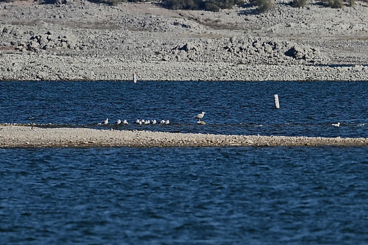 Ipar-kaioa - ML646714379