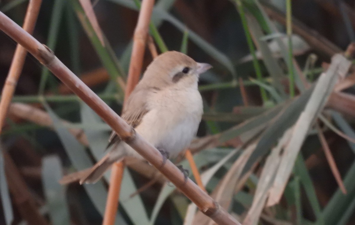 Isabelline Shrike - ML646714380