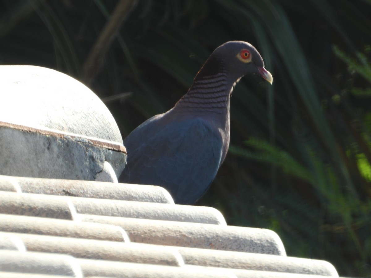 Pigeon à cou rouge - ML646714381