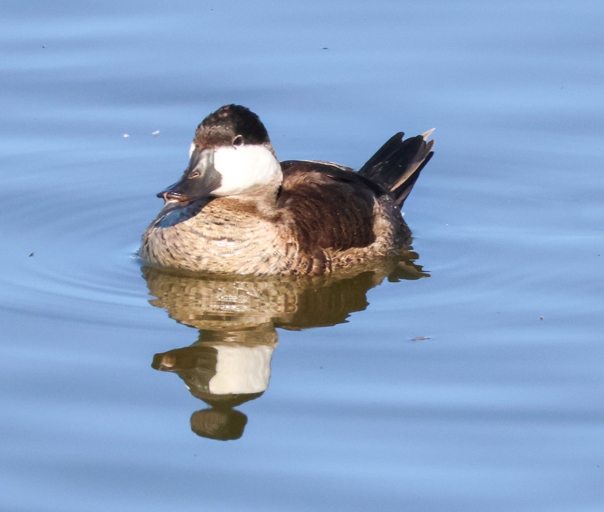 Schwarzkopf-Ruderente - ML646714387