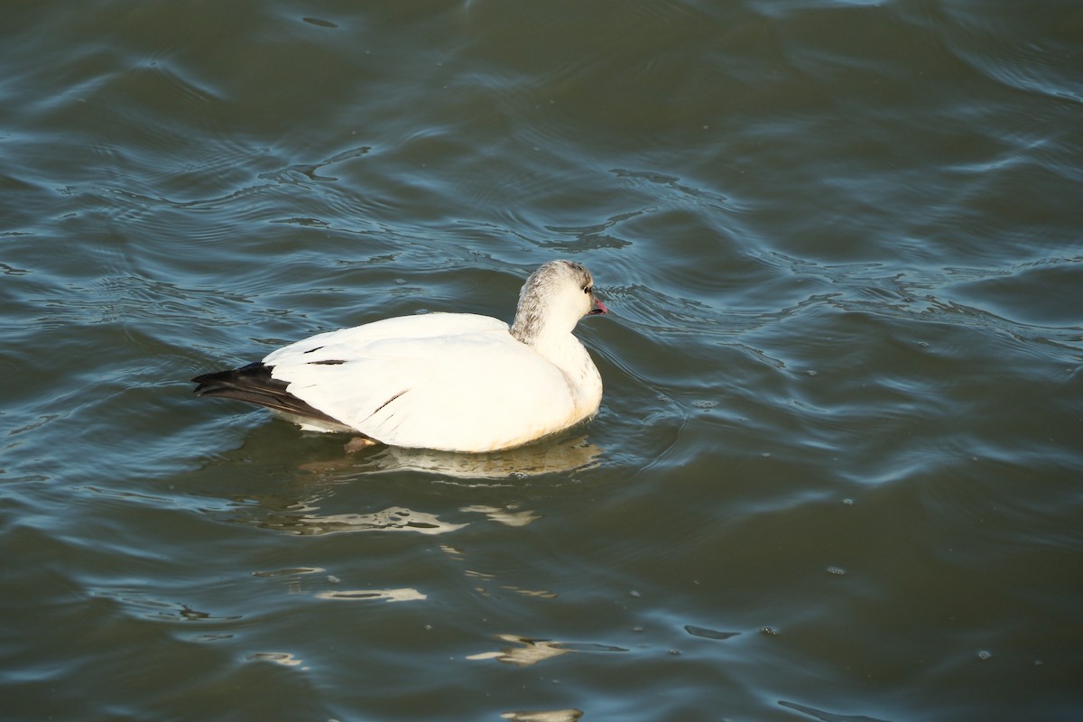 Snow/Ross's Goose - ML646714389