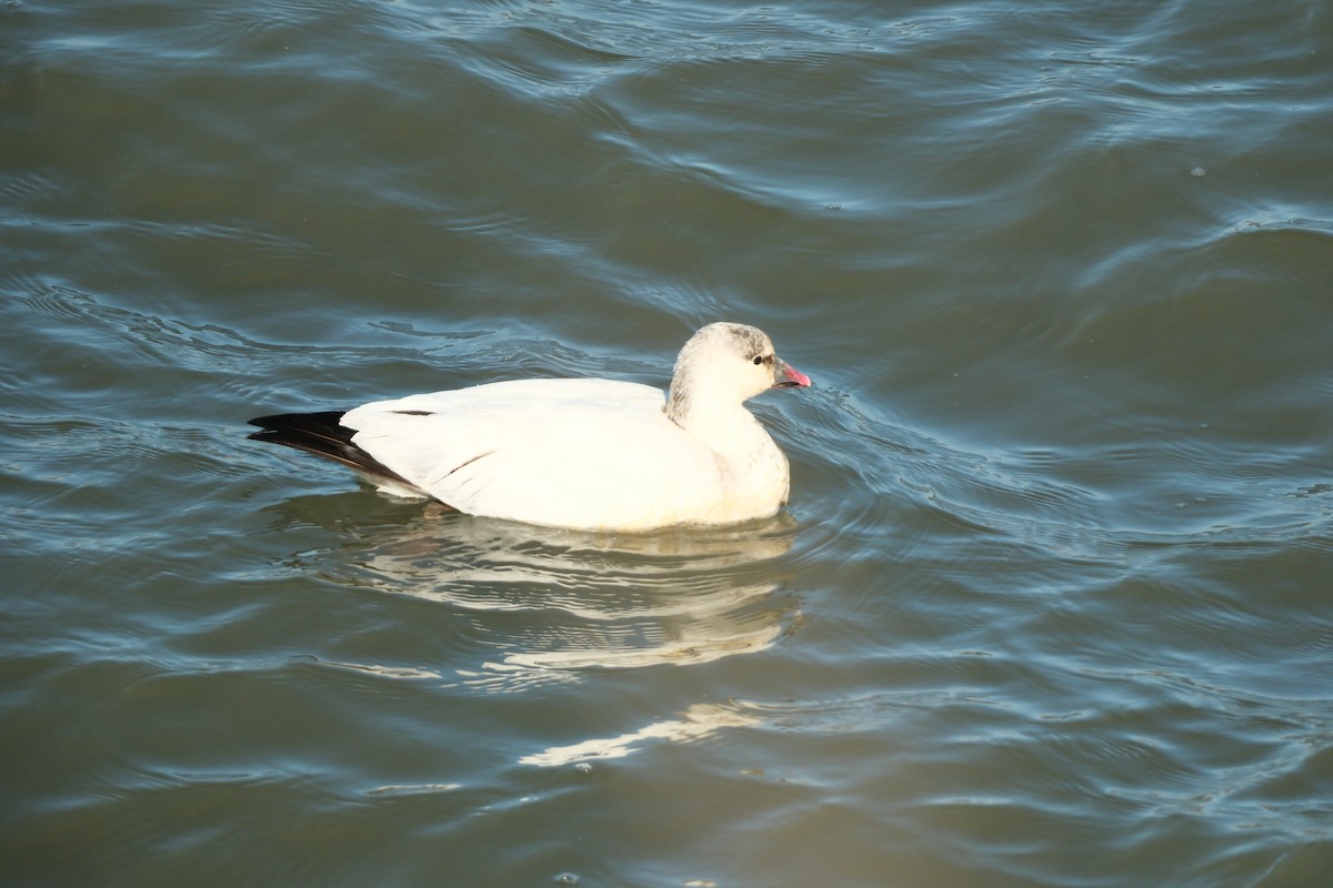 Snow/Ross's Goose - ML646714390