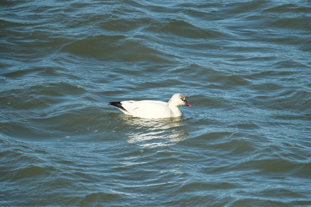 Snow/Ross's Goose - ML646714391