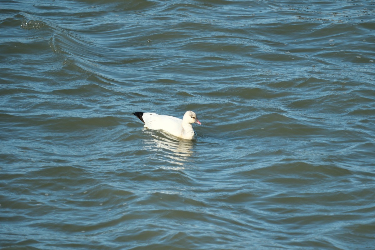 Snow/Ross's Goose - ML646714392