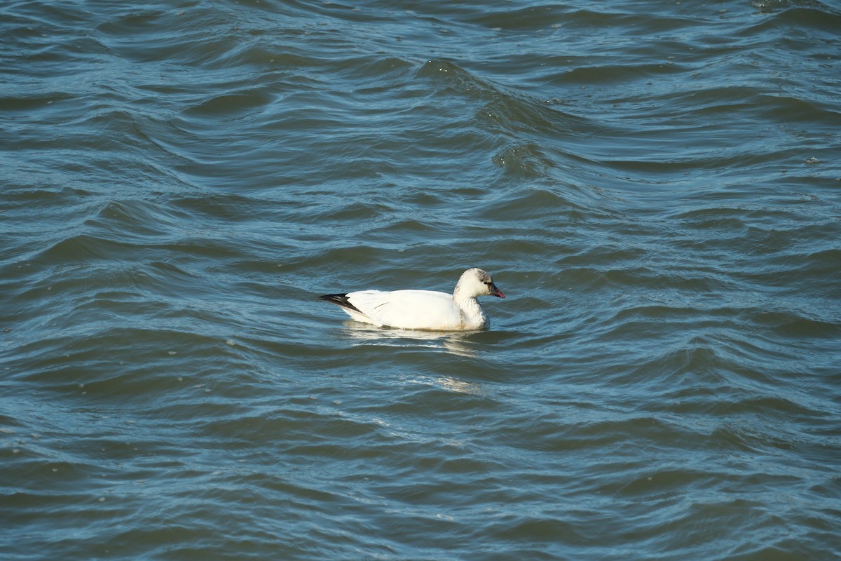 Snow/Ross's Goose - ML646714393