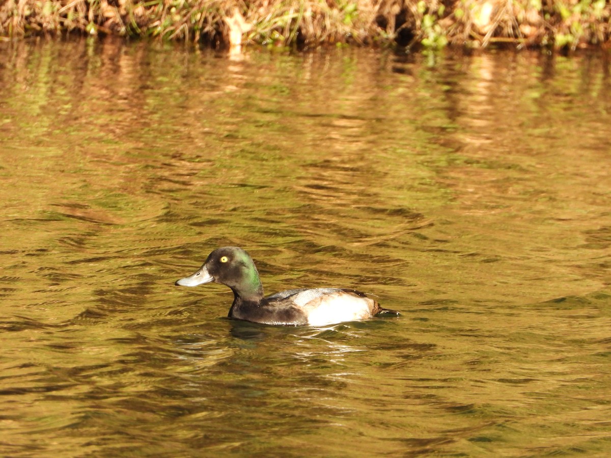 Морская чернеть - ML646714396