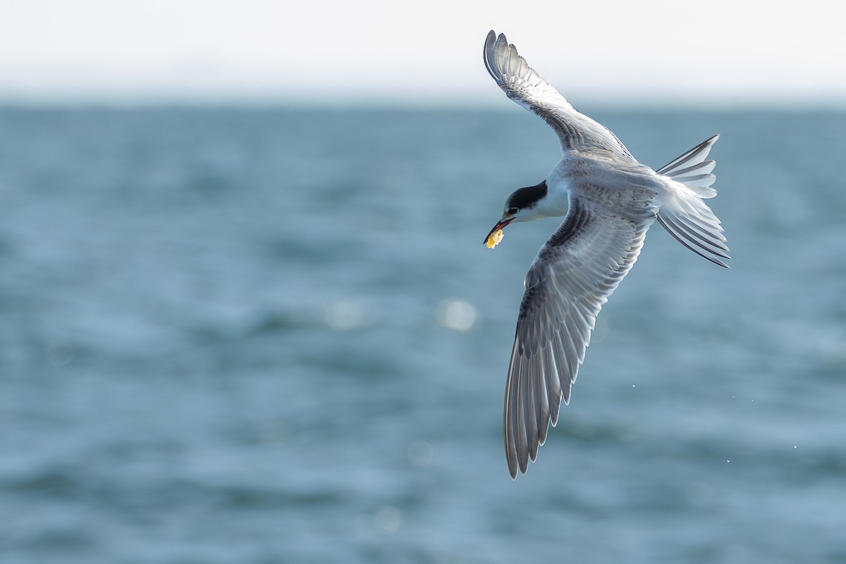 Common Tern - ML646714399