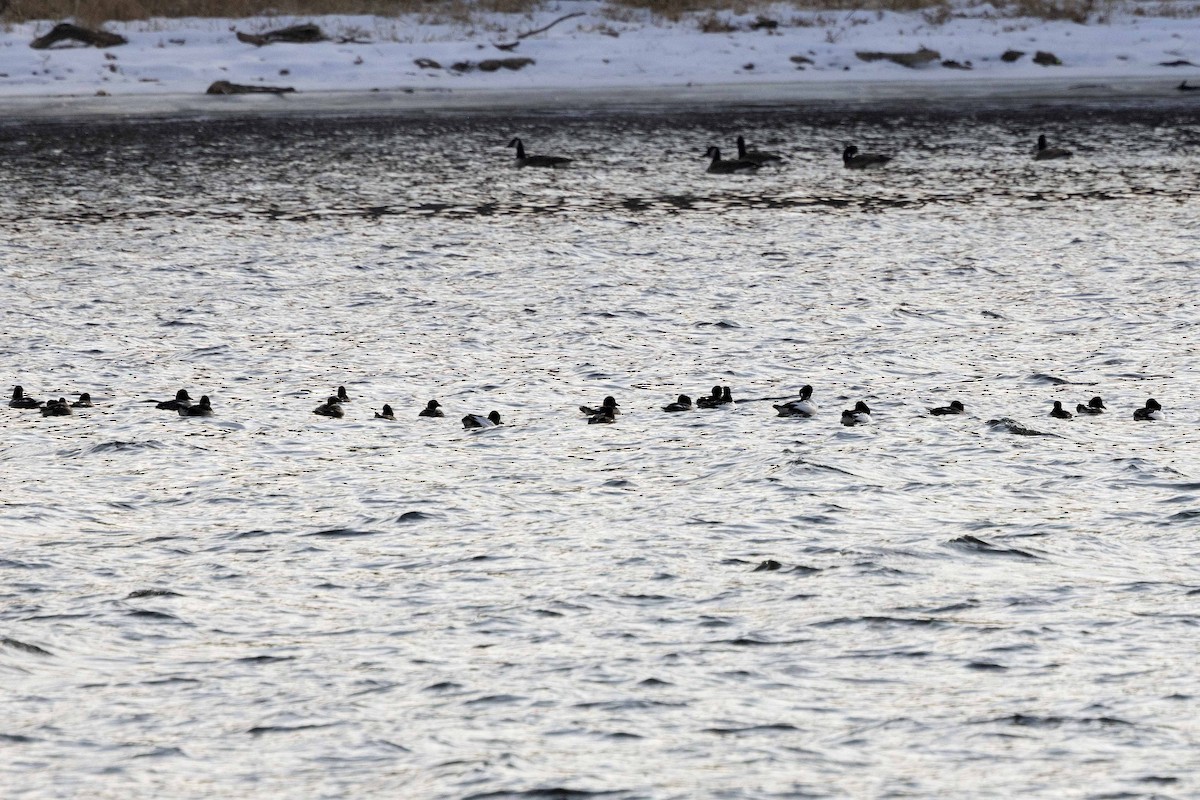 hohol severní - ML646714400