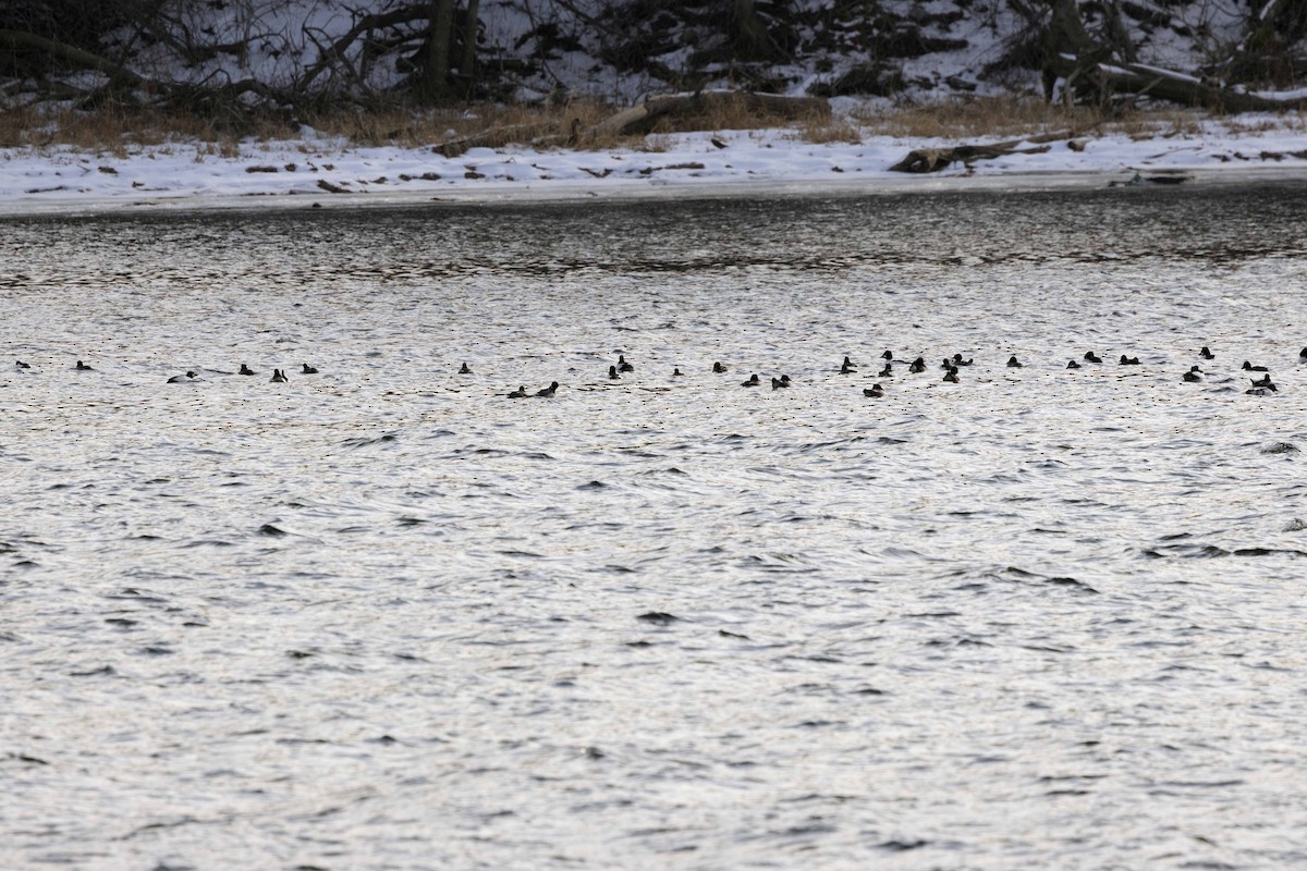 hohol severní - ML646714401