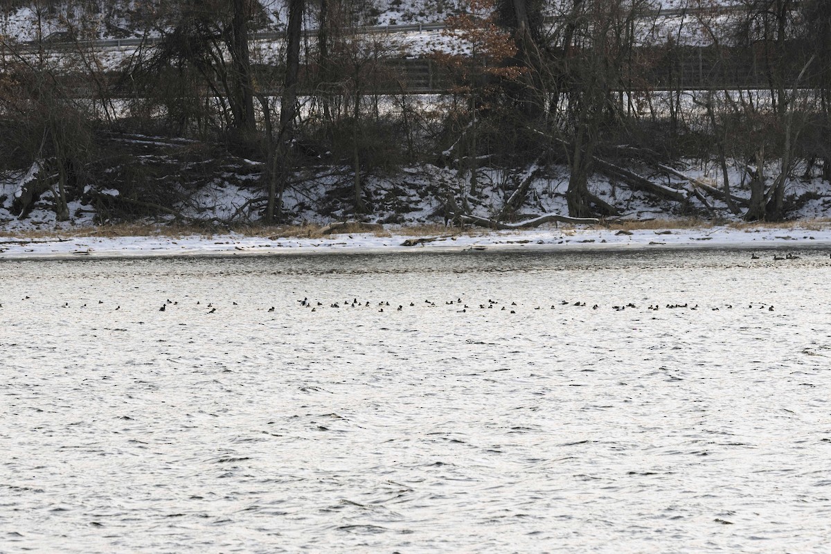 hohol severní - ML646714402