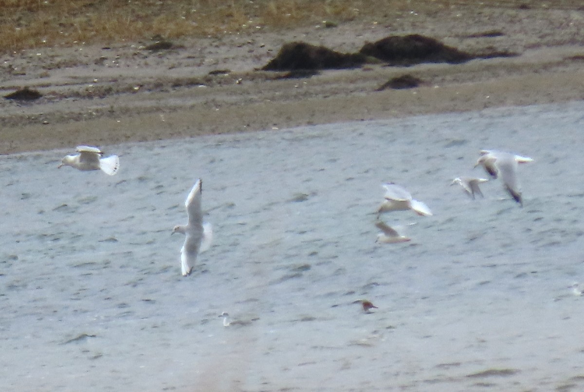 Bonaparte's Gull - ML646714404