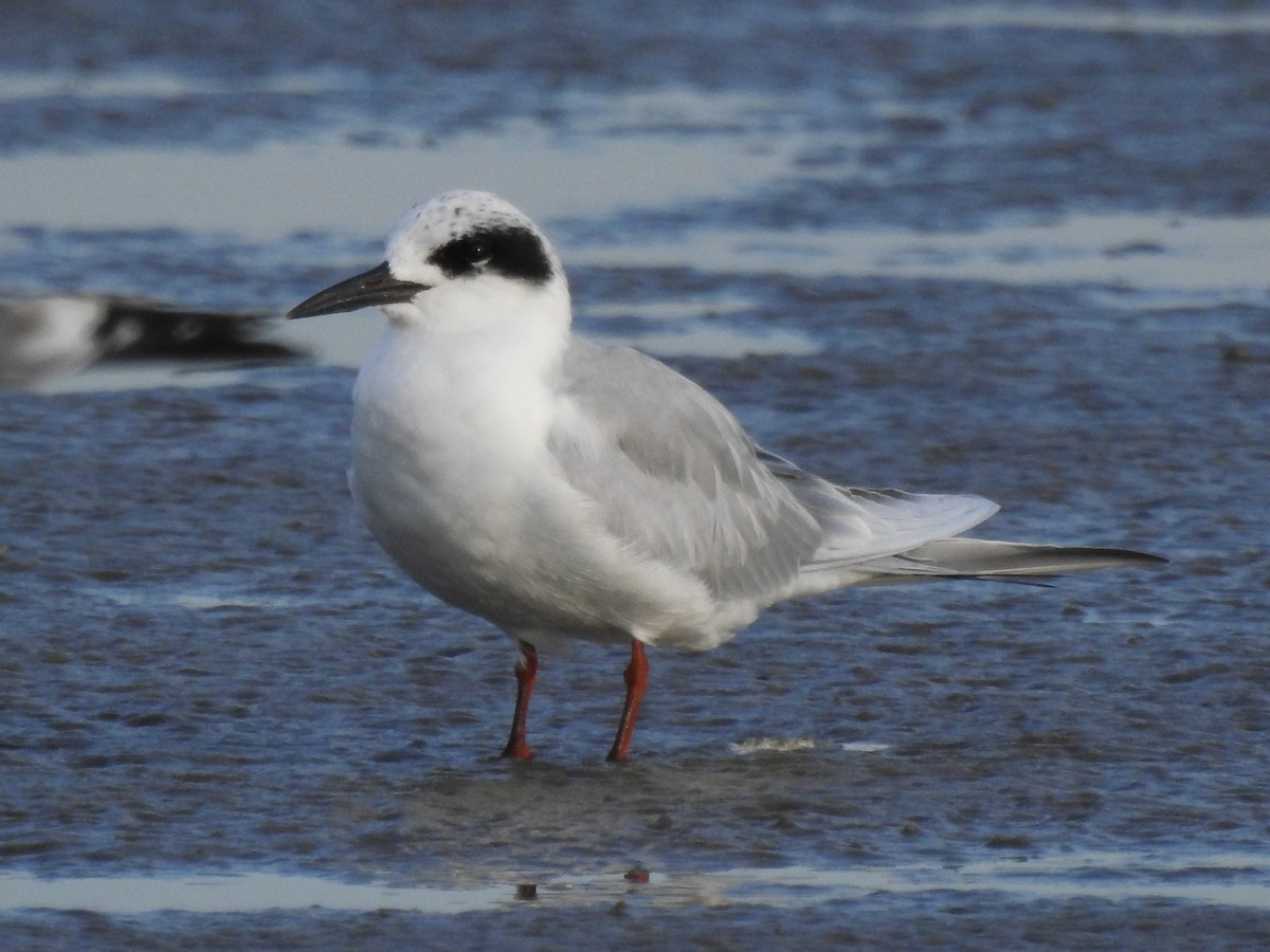 メリケンアジサシ - ML646714406