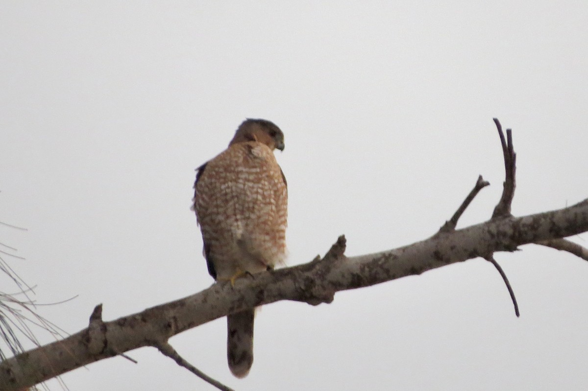 Cooper's Hawk - ML646714409