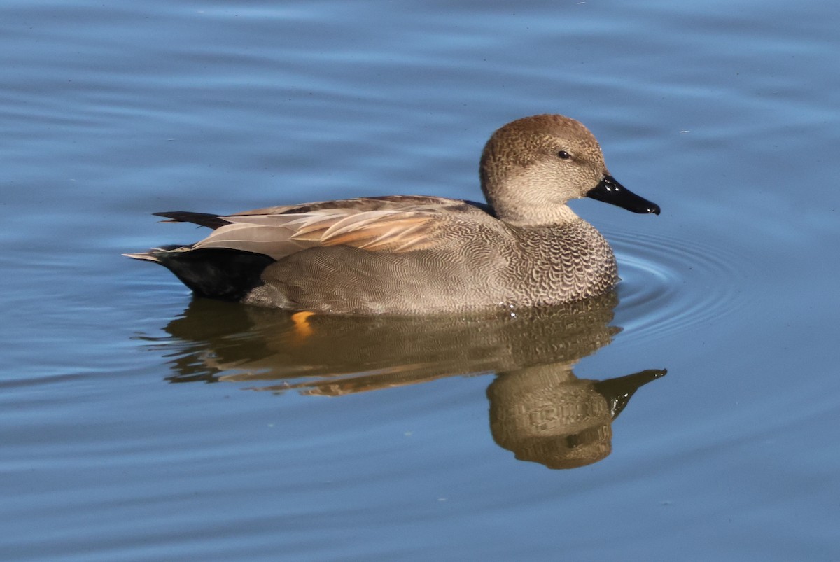 Серая утка - ML646714410