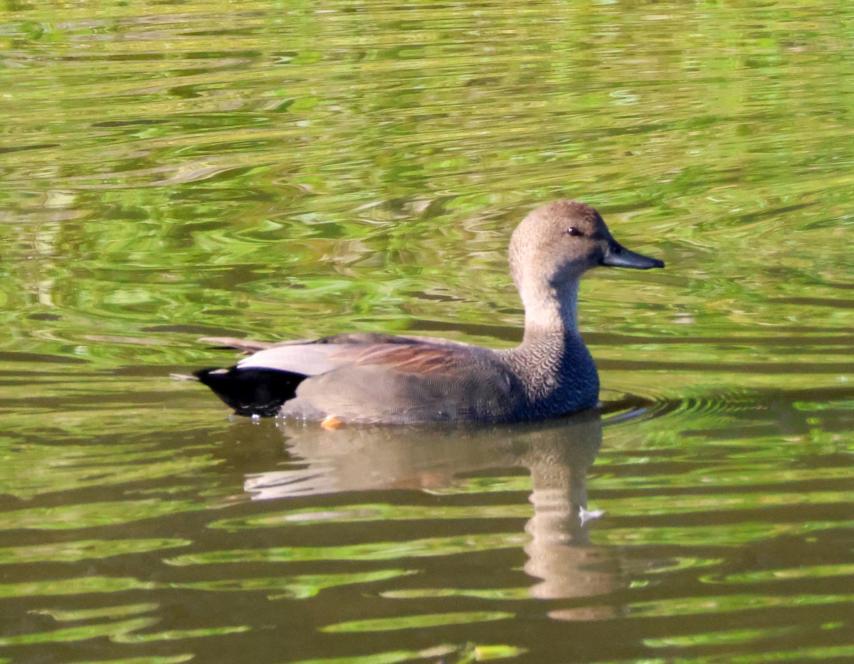 Серая утка - ML646714411