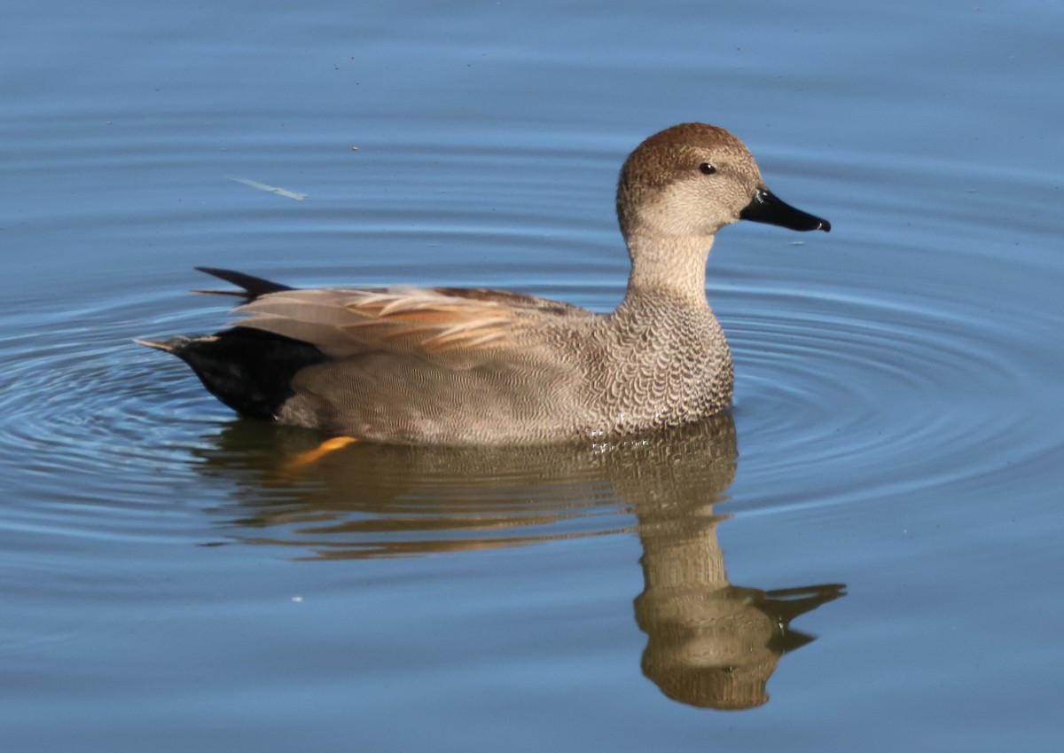 Серая утка - ML646714414