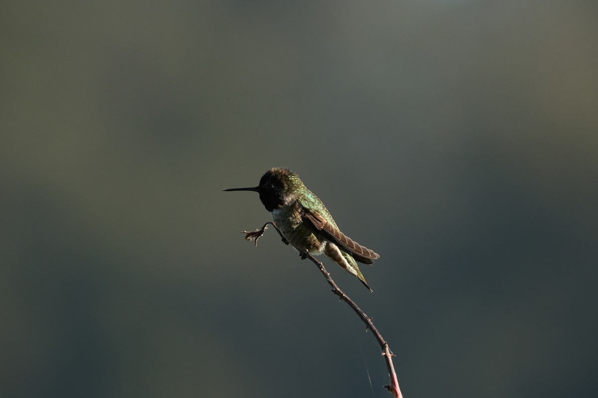 Anna's Hummingbird - ML646714416