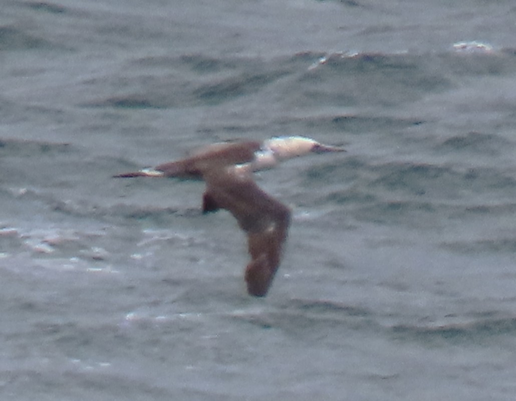 Northern Gannet - ML646714417