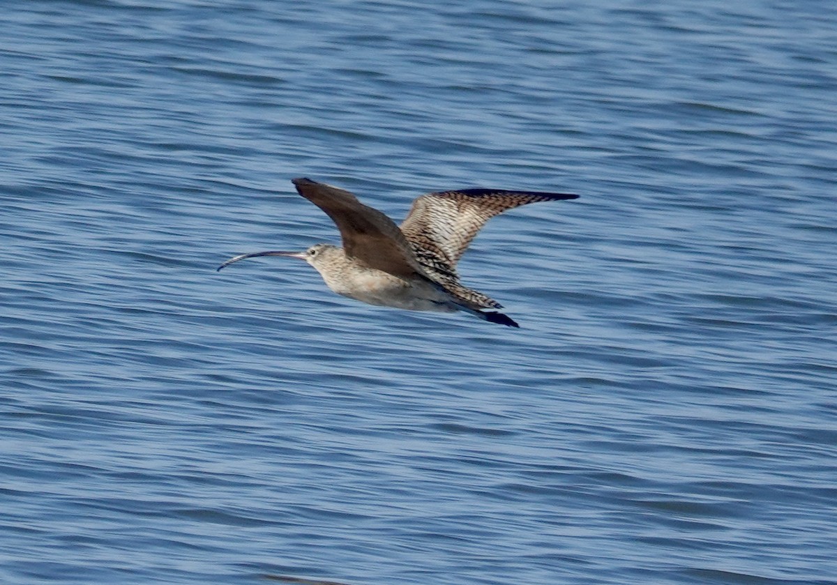 Long-billed Curlew - ML646714419