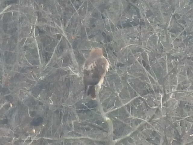 Канюк неоарктичний - ML646714420