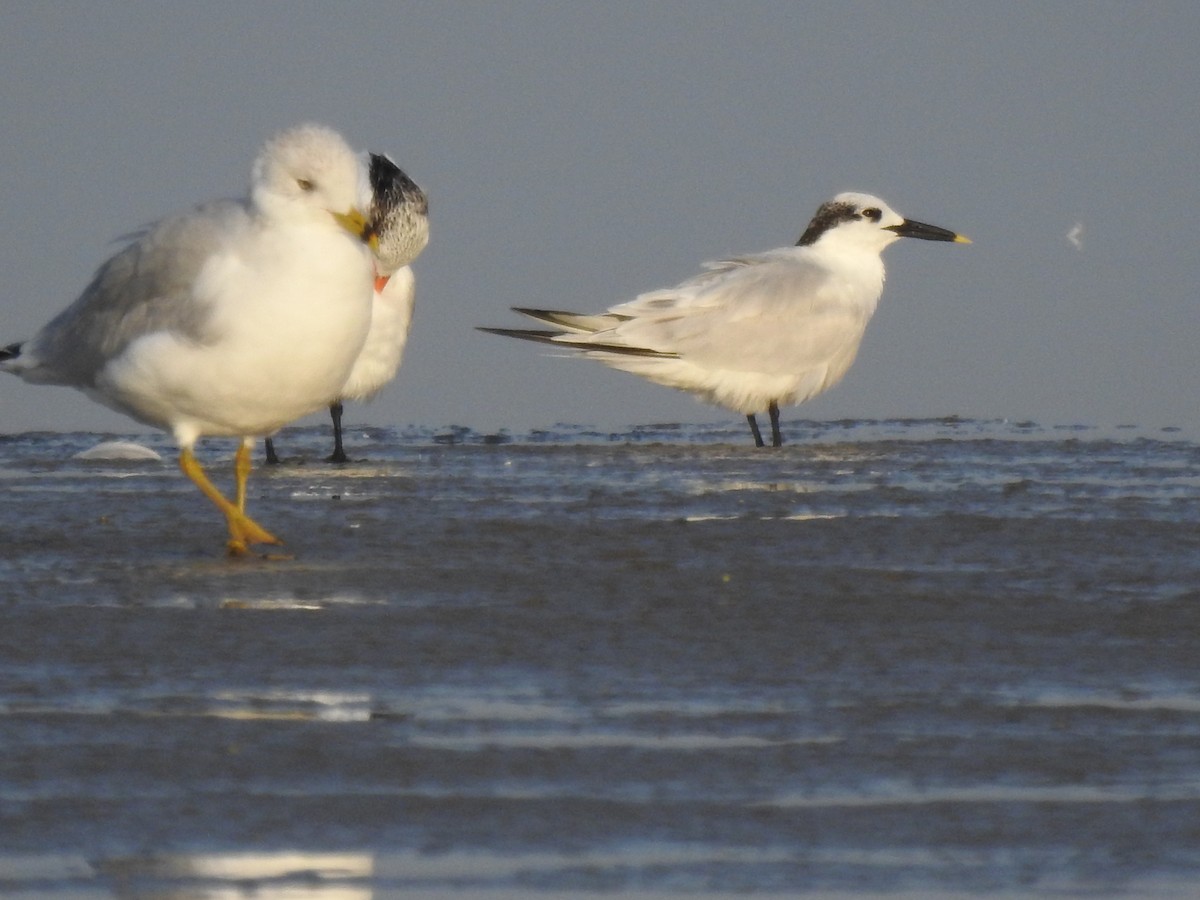 splitterne - ML646714422