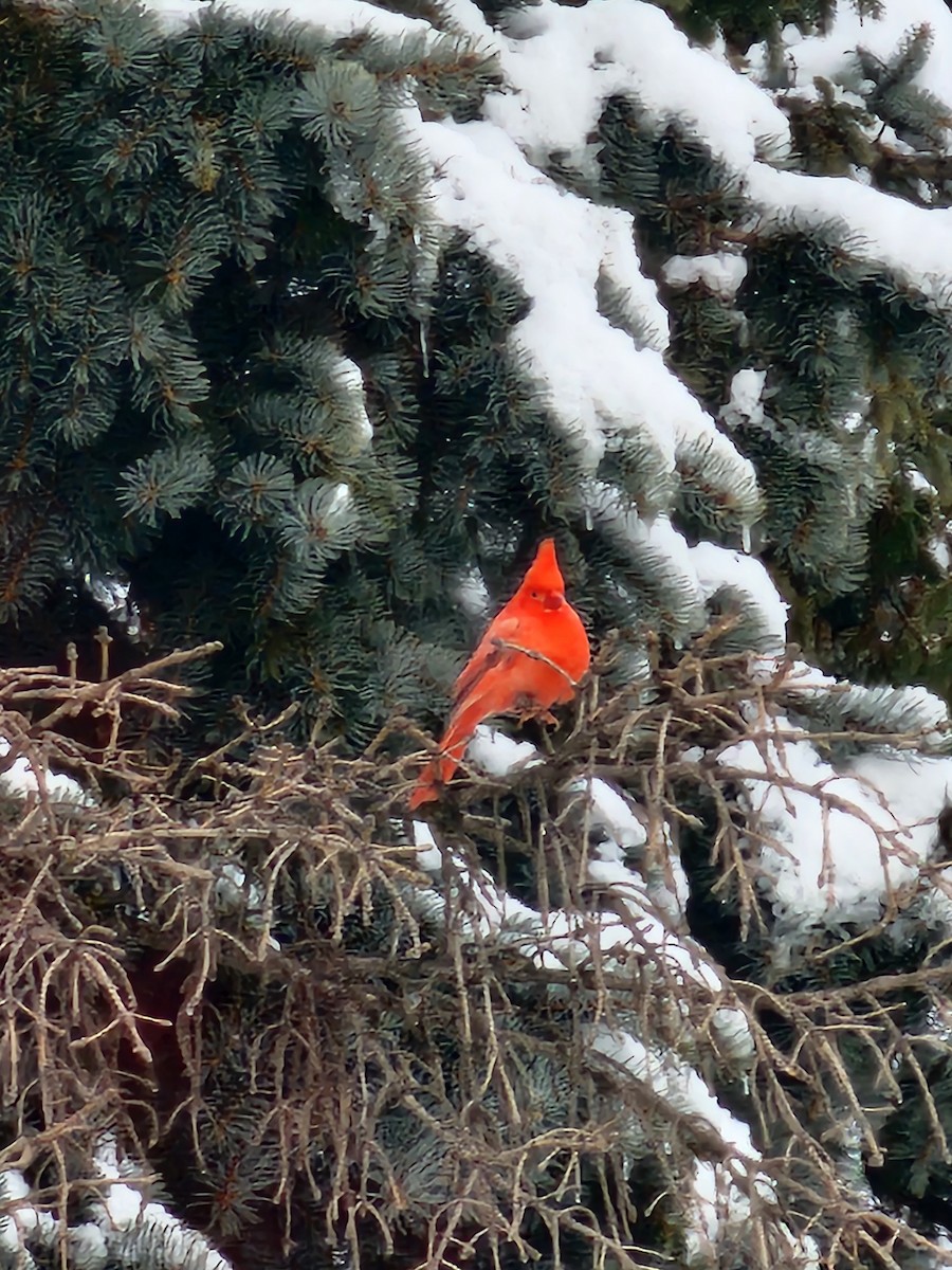 Northern Cardinal - ML646714423
