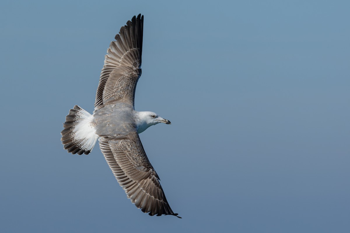 racek středomořský - ML646714424