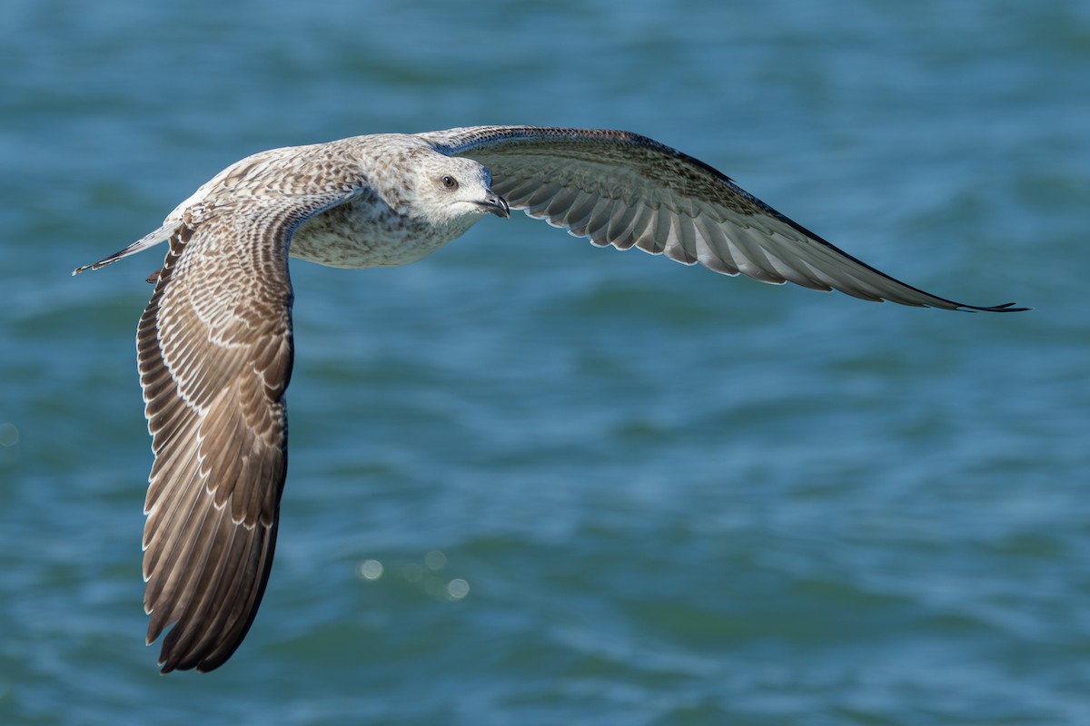 racek středomořský - ML646714425