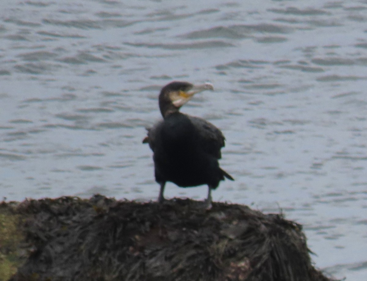 Great Cormorant - ML646714426