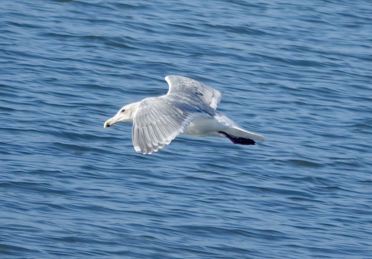 Glaucous-winged Gull - ML646714428