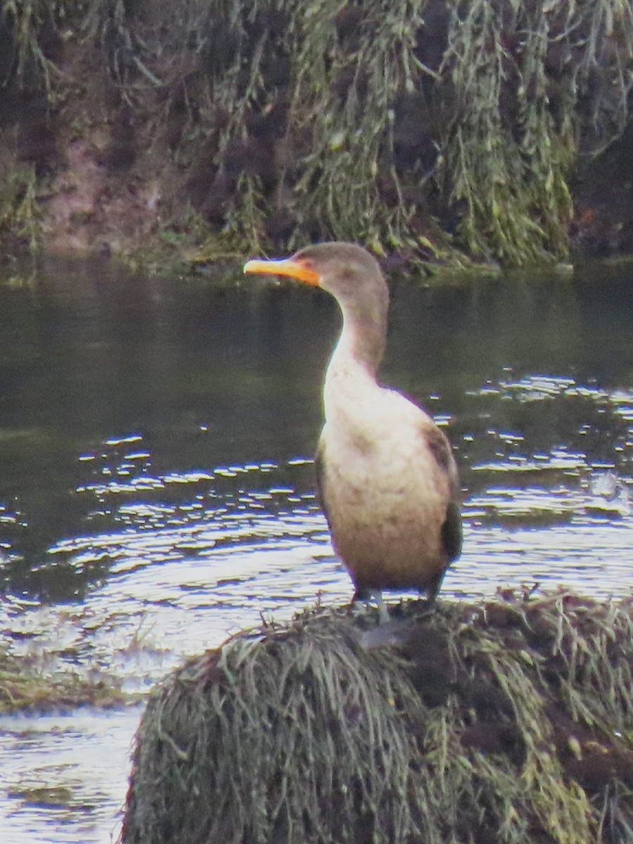 Double-crested Cormorant - ML646714431