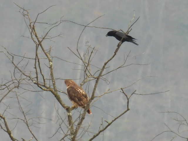 Канюк неоарктичний - ML646714432