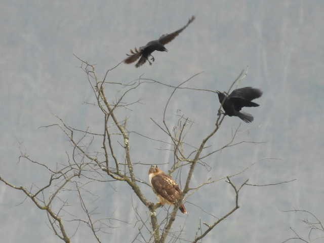 Канюк неоарктичний - ML646714433