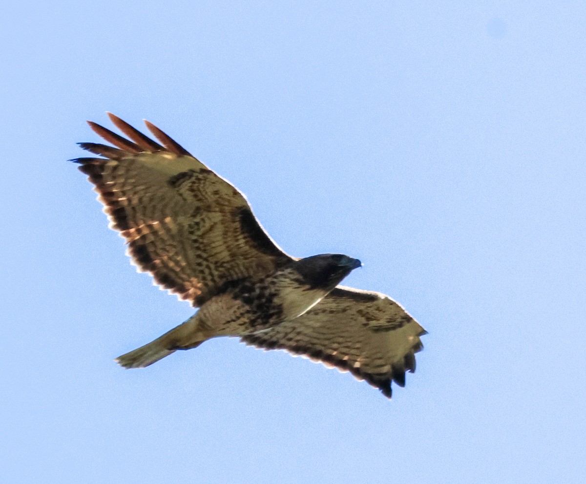 Red-tailed Hawk - ML646714437