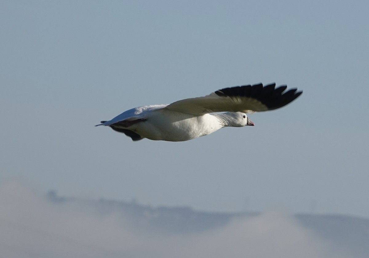 Ross's Goose - ML646714438