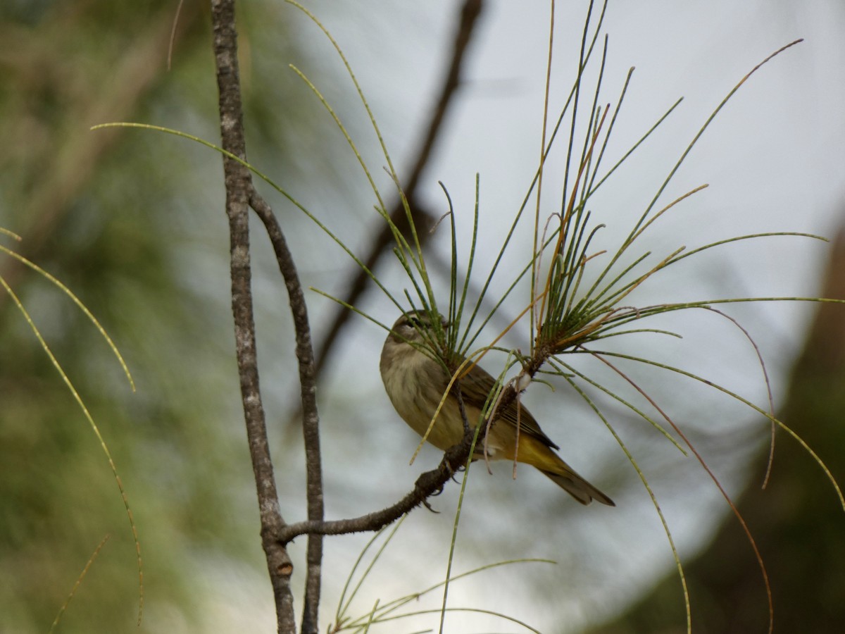 Palm Warbler - ML646714439