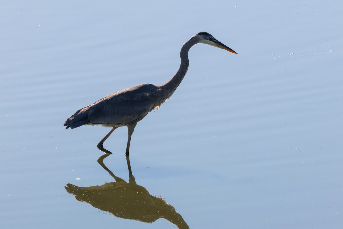 Чапля північна - ML646714440
