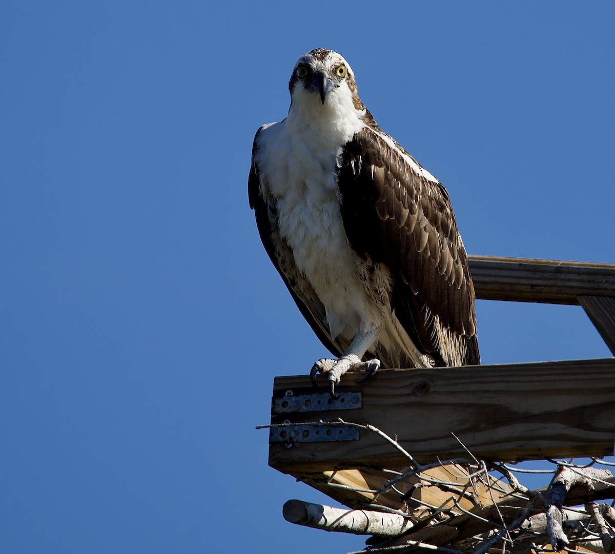 Скопа - ML646714441