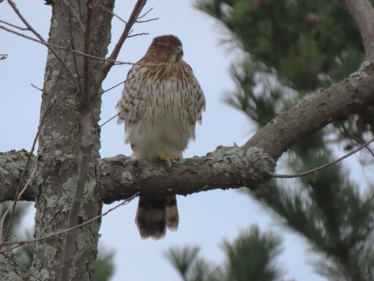 Яструб чорноголовий - ML646714445