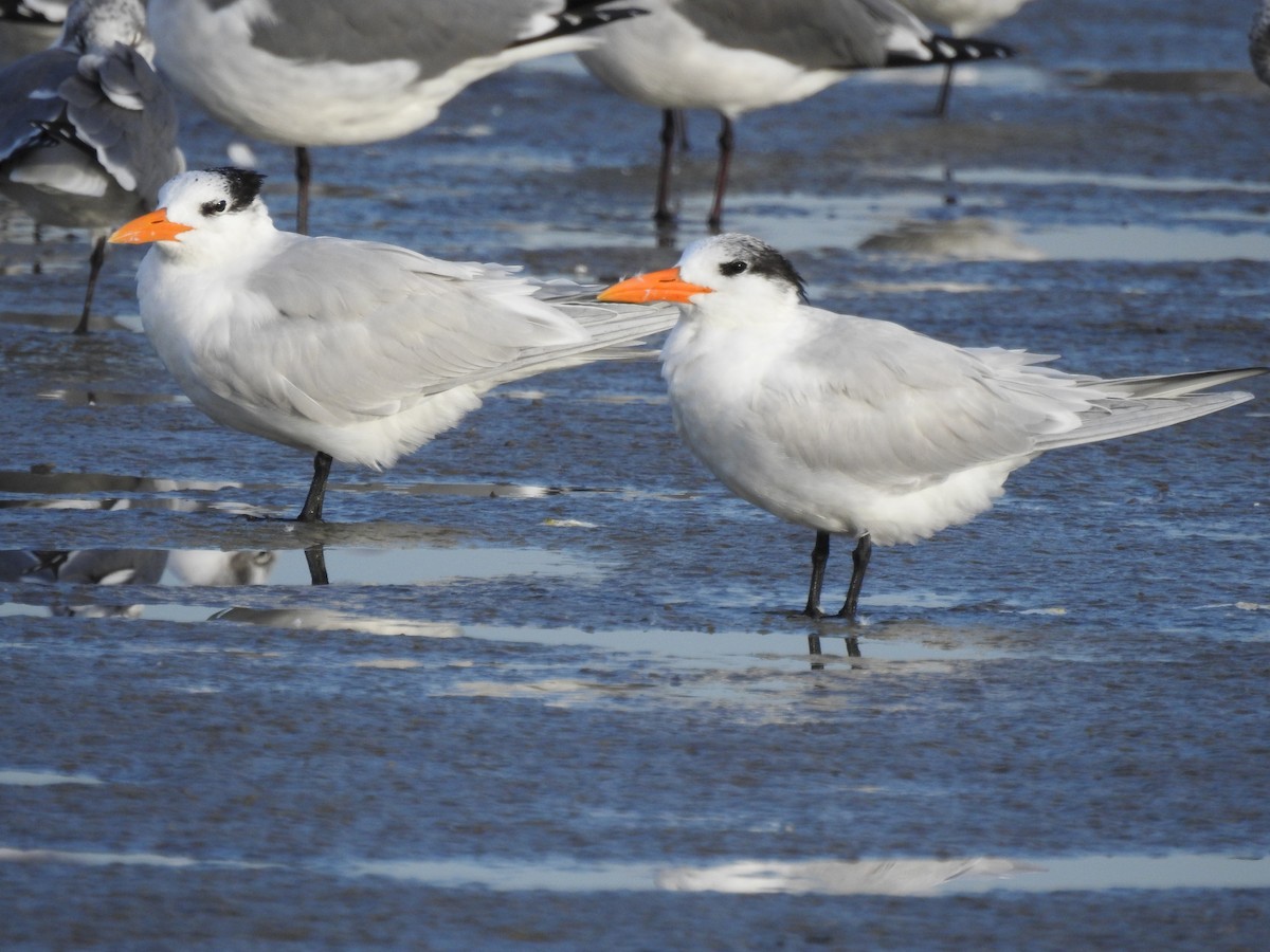 Крячок королівський - ML646714446