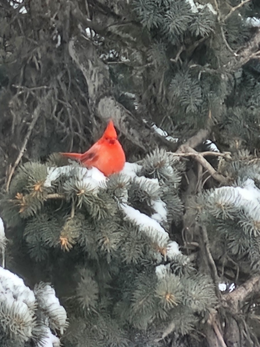 Кардинал червоний - ML646714447