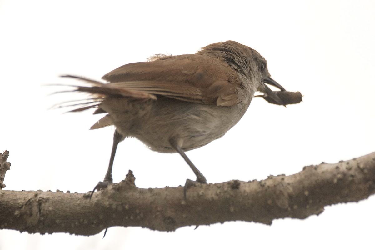 Мочарник жовтогорлий - ML646714448