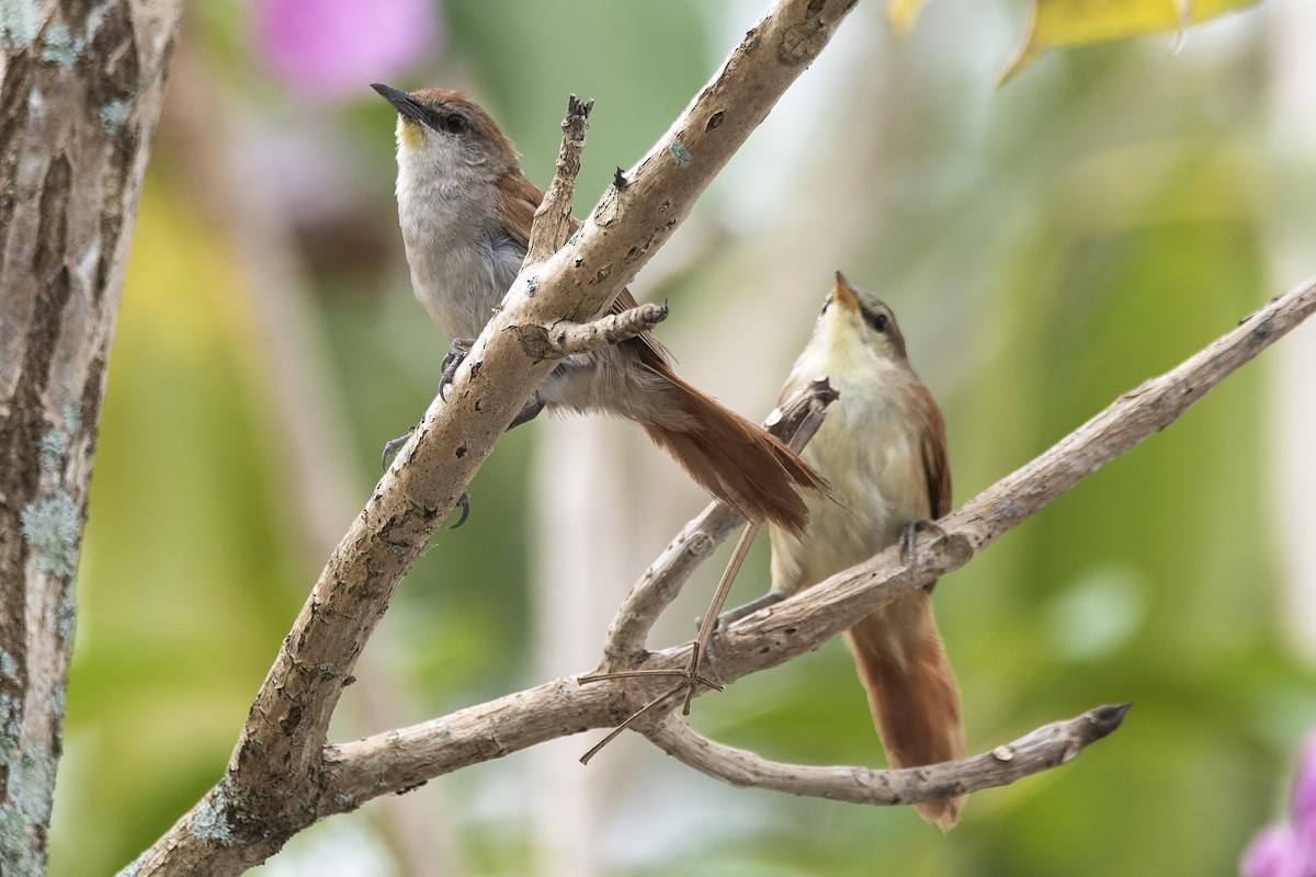 Мочарник жовтогорлий - ML646714449