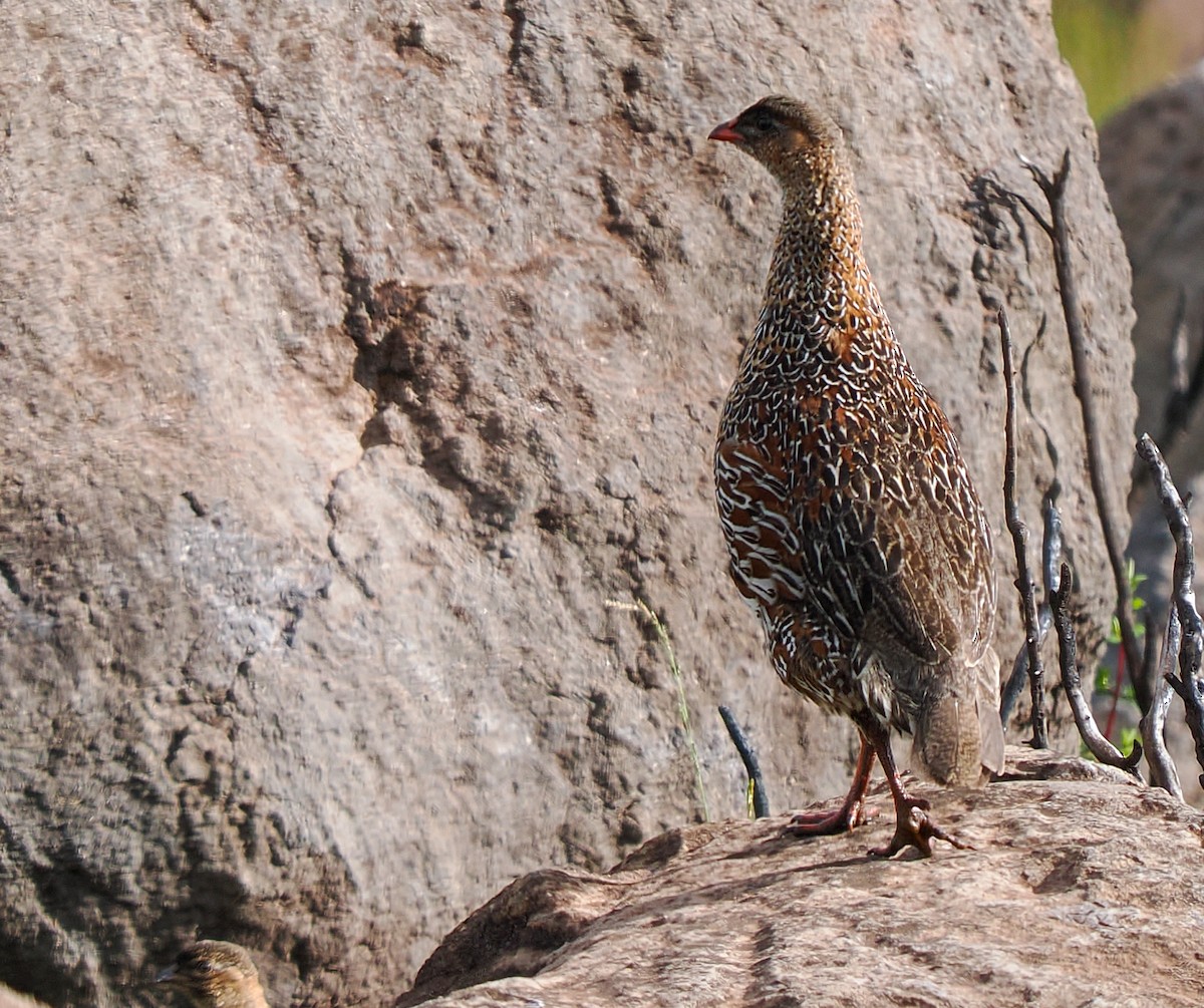 Турач ефіопський - ML646714450