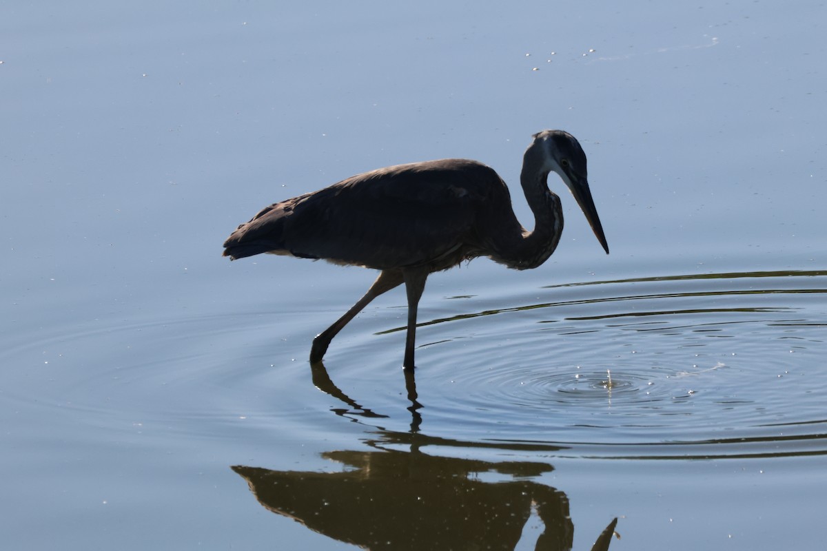 Чапля північна - ML646714451